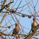 Holy Trinity Church - Waxwings - 004 (4)