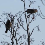 Holy Trinity Church - Waxwings - 006 (5)