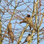 Holy Trinity Church - Waxwings - 008 (5)