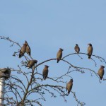 Holy Trinity Church - Waxwings - 010 (3)