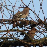 Holy Trinity Church - Waxwings - 012 (2)