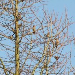 Holy Trinity Church - Waxwings - 014