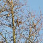 Holy Trinity Church - Waxwings - 016 (1)