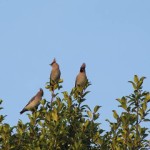 Holy Trinity Church - Waxwings - 018 (1)